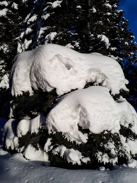Gruba Warstwa Śniegu Drzewach Okolicach Zimie Opadach Śniegu Słoneczny Dzień — Zdjęcie stockowe