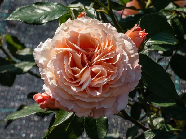 Niezwykle Pełny Morela Miękki Różowy Kwiat Róży Boom Ciemnym Tle — Zdjęcie stockowe