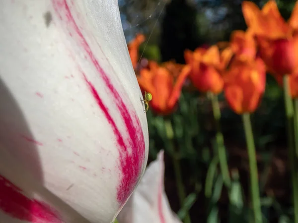 Nahaufnahme Der Gurkengrünen Spinne Araniella Cucurbitina Auf Einem Rosa Weißen — Stockfoto