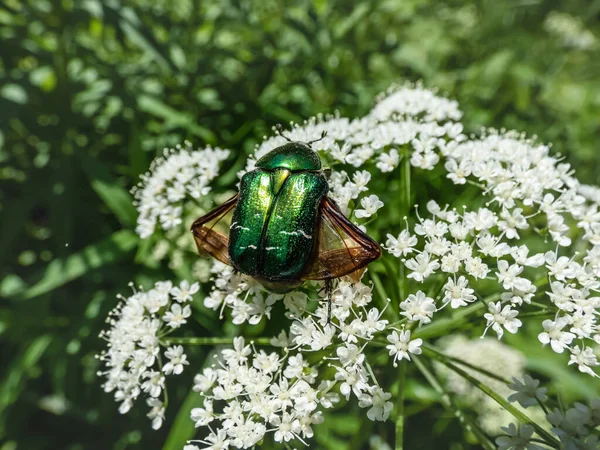 Macro Shot Metallic Rose Chafer Green Rose Chafer Cetonia Aurata — Stock Photo, Image