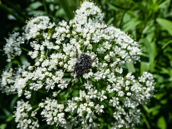 Erişkin Beyaz Benekli Gül Böceğinin Oxythyrea Funesta Parlak Güneş Işığında — Stok fotoğraf