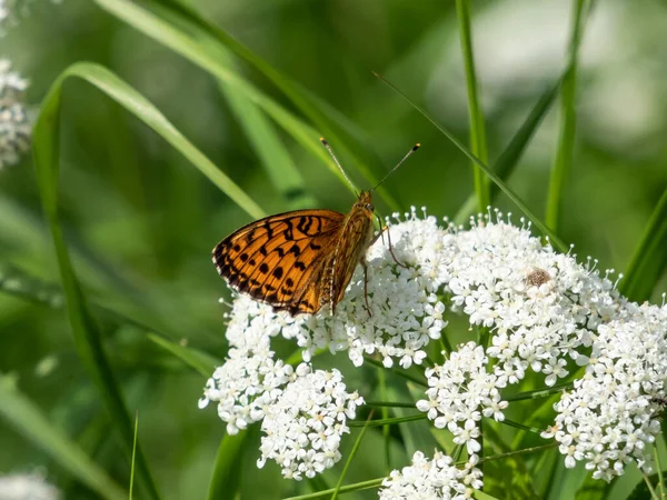 Grand Fritillaire Brun Argynnis Adippe Reposant Sur Une Fleur Blanche — Photo