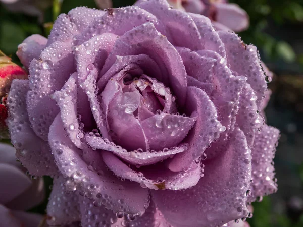 Close Van Uitstekende Ouderwetse Lavendelroos Novalis Met Meerlaagse Paarse Bloemen — Stockfoto