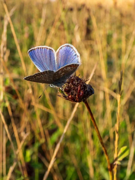 成年普通蓝色蝴蝶或欧洲普通蓝色蝴蝶的特写镜头 在金色的光线下 在草茎上的密闭翅膀下方可见 — 图库照片