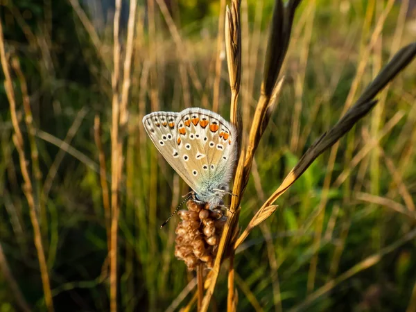 成年普通蓝色蝴蝶或欧洲普通蓝色蝴蝶的特写镜头 在金色的光线下 在草茎上的密闭翅膀下方可见 — 图库照片