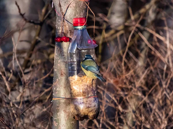 Die Eurasische Blaumeise Cyanistes Caeruleus Besucht Einem Wintertag Vogelfutter Aus — Stockfoto