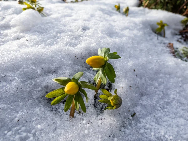 Flores Rodeadas Nieve Blanca Acónito Invierno Eranthis Hyemalis Comienza Florecer — Foto de Stock