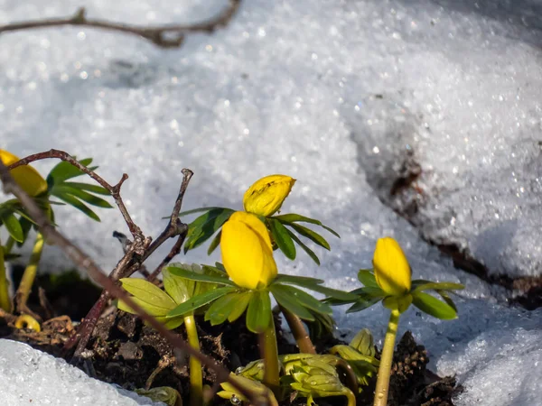 Flores Cercadas Neve Branca Acônito Inverno Eranthis Hyemalis Começando Florescer — Fotografia de Stock