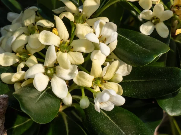 Close Shot Van Witte Gele Bloemen Van Zoet Ruikende Sierplanten — Stockfoto