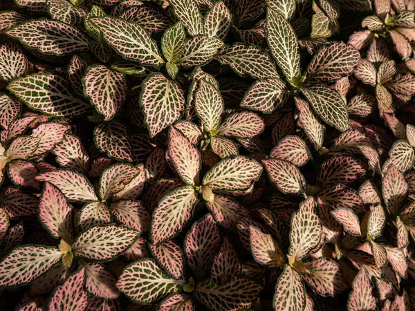 Macro Tiro Folhagem Multicolorida Planta Nerve Fittonia Pink Crinkle Planta — Fotografia de Stock