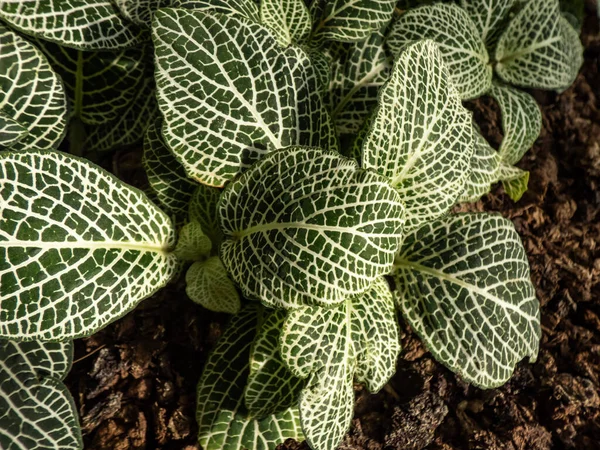 Sinir bitkisinin makro yeşilliği - Fittonia albivenis 'White Anne'. Parlak güneş ışığında beyaz damarlı koyu yeşil yapraklı Fittonia.