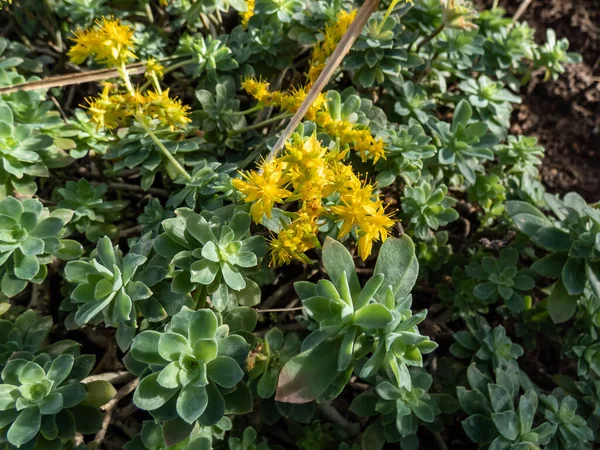 Spreading Succulent Sedum Compressum Multiple Branching Stems Form Rosettes Fleshy — Stock Photo, Image