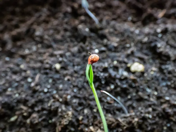 窓辺の鍋に種の外で成長している自家栽培の小さなコショウ植物の苗のマクロショット 屋内園芸 種子から栽培される食品 — ストック写真