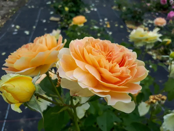 Close Van Koper Oranje Gele Floribunda Roos Lusatia Met Medium — Stockfoto