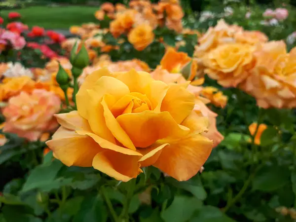 Крупним Планом Мідна Оранжева Жовта Троянда Флорибунда Лусатія Середніми Повними — стокове фото