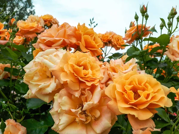 Close Van Koper Oranje Gele Floribunda Roos Lusatia Met Medium — Stockfoto