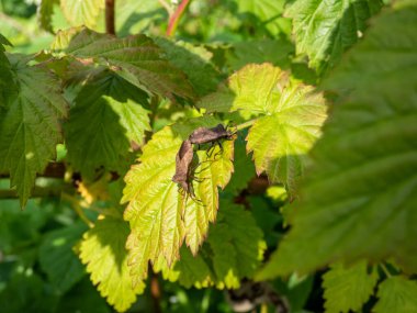 Dok böceklerinden birkaçının (gerçek böcekler) yakın çekim görüntüsü (Coreus marginatus) - parlak güneş ışığı altında yeşil yapraklar üzerinde orta büyüklükte kahverengi böcekler