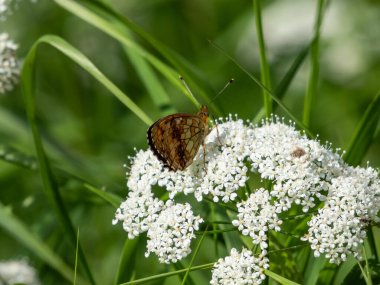 Yüksek Kahverengi Fritiller (Argynnis adippe) beyaz bir çiçeğin üzerinde dinlenir. Üst kanatları siyah lekeli turuncu, alt kanatları beyaz ve kahverengi lekeli turuncu renklidir.