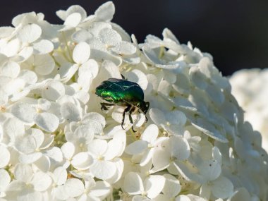 Metalik bir gül chafer veya yeşil gül chafer (Cetonia aurata) beyaz bir çiçek üzerinde sürünen yaz mevsiminde parlak güneş ışığı ve koyu arkaplan