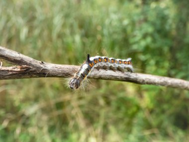 Gri hançerin tırtılının (Acronicta psi) açık havada, parlak güneş ışığında Macro çekimi. Larva oldukça kıllıdır, grimsidir, kenarlarında kırmızı lekeler vardır, kendine özgü bir boynuzu vardır.