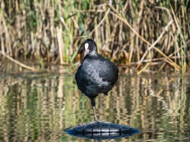 Avrasya yaban ördeği (Fulica atra) tüylü siyah gövdeli, parlak siyah başlı ve parlak güneş ışığında suda duran bir lastiğin üzerinde beyaz ön kalkanı olan beyaz bir gagalı yavru.
