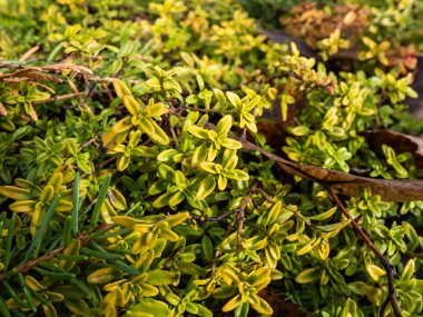 Dwarf limon kokulu kekik (Thymus x citriodorus) sarı ve yeşil yaprakları makro - 'Altın Taslak', baharın başında bahçede hasırlı bitki