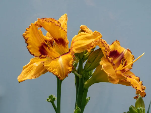 Close Van Daglelie Hemerocallis Hybrida Fel Zonlicht Tuin Met Witte — Stockfoto