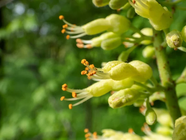 Makro Strzał Żółtych Zielonych Kwiatów Długimi Stamens Ohio Buckeye Aesculus — Zdjęcie stockowe