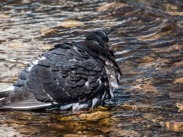 Крупный План Домашнего Голубя Coloma Livia Domestica Стоящего Воде Мокрым — стоковое фото