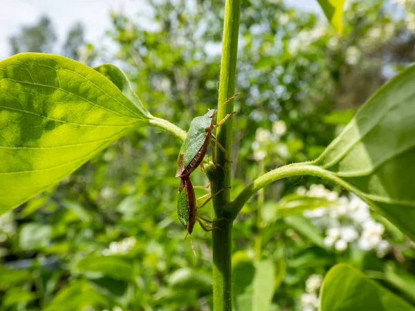 Primer Plano Par Los Escudos Verdes Comunes Palomena Prasina Tallo — Foto de Stock