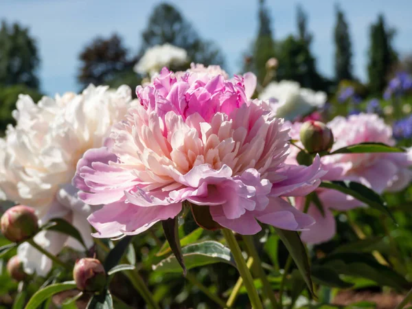 Красиві Квіткові Пейзажі Рожевих Повноцінних Подвійних Багатих Півоній Ростуть Саду — стокове фото