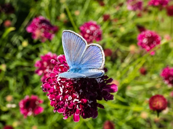 Gros Plan Mâle Adulte Papillon Bleu Commun Bleu Commun Européen — Photo