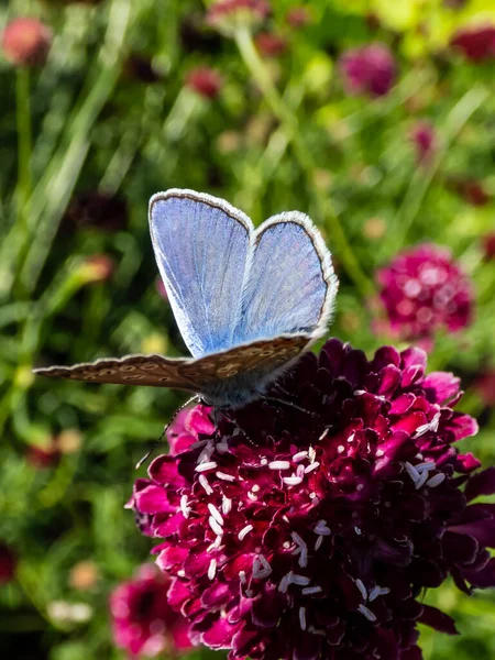 Großaufnahme Eines Erwachsenen Männchens Des Gemeinen Blauen Schmetterlings Polyommatus Icarus — Stockfoto