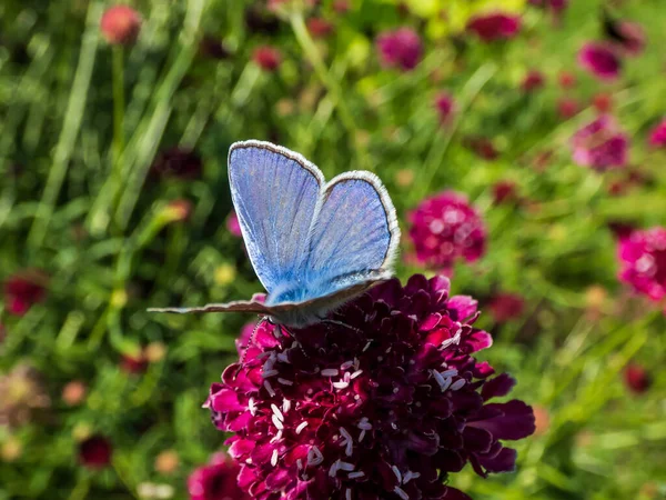 由普通蓝色蝴蝶或欧洲普通蓝色蝴蝶 Polyommatus Icarus 的成年雄性特写 有蓝色翅膀 黑褐色边框 在阳光下的粉色花朵上有白色条纹 — 图库照片