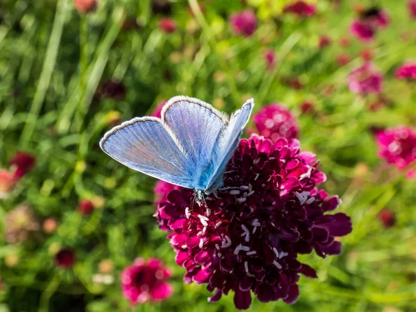 Großaufnahme Eines Erwachsenen Männchens Des Gemeinen Blauen Schmetterlings Polyommatus Icarus — Stockfoto