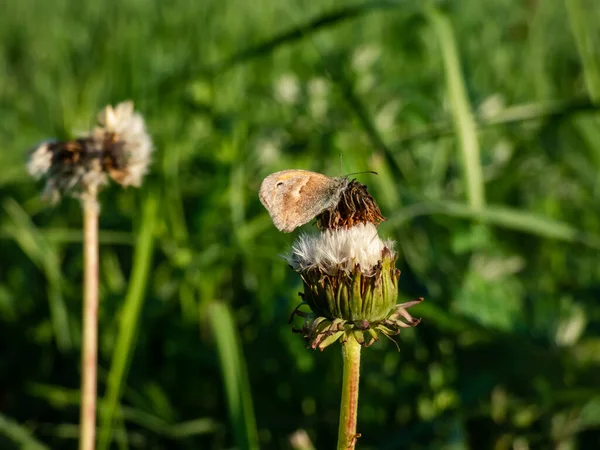 Gros Plan Petite Bruyère Coenonympha Pamphilus Avec Les Ailes Fermées — Photo