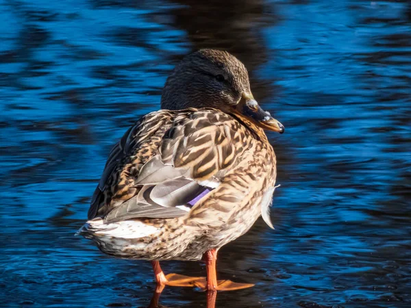 Primer Plano Ánade Real Hembra Adulta Pato Salvaje Anas Platyrhynchos — Foto de Stock