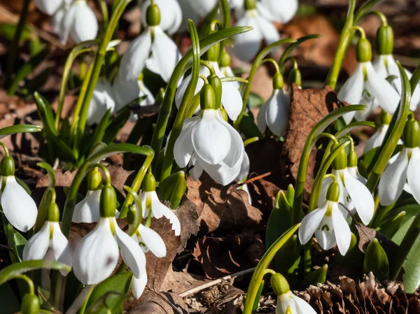 Close Group Snowdrops Galanthus Fosteri Full Bloom Growing Garden Bright — Stock Photo, Image