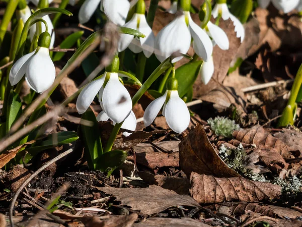 Close Group Snowdrops Galanthus Fosteri Full Bloom Growing Garden Bright — Stock Photo, Image