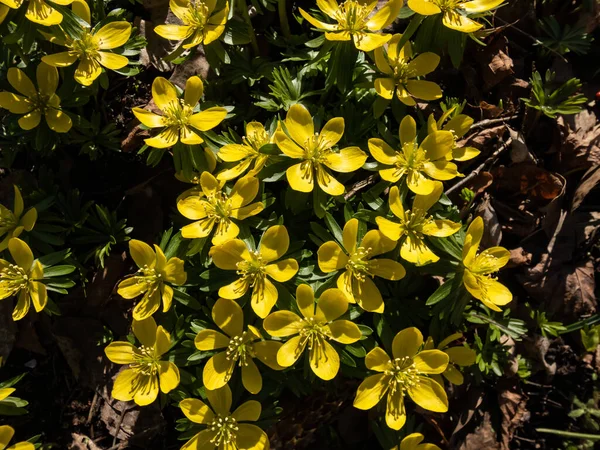 Makro Grupy Zimowego Aconite Eranthis Hyemalis Kwiaty Pełnym Rozkwicie Pełni — Zdjęcie stockowe