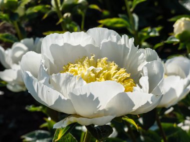 Yaygın bahçe şakayığı (Paeonia lactiflora) 'Altın Standardı' yazın çiçek açıyor. Çift sıra kremalı beyaz taç yaprakları altın staminodların etrafını sarıyor.