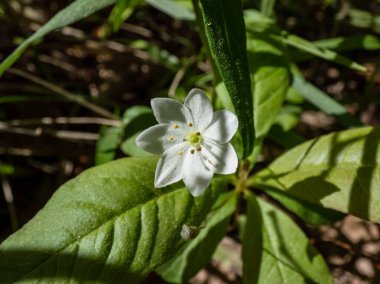 Noel çiçeğinin (Lysimachia europaea veya Trientalis europaea) Macsro çekimi - yaz ortasında açan yalnız beyaz çiçek