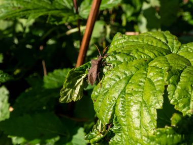 Rıhtım böceğinin (gerçek böcek) yakın plan görüntüsü (Coreus marginatus) - parlak güneş ışığı altında yeşil yapraklar üzerinde orta büyüklükte kahverengi böcek