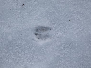 Kışın beyaz karla kaplanmış yerde, Enroe deer 'in (Capreolus capreolus) ayak izlerine yakından bakın.