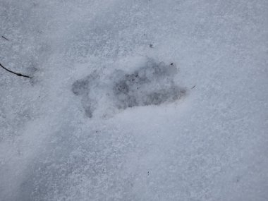 Kışın beyaz karla kaplanmış yerde, Enroe deer 'in (Capreolus capreolus) ayak izlerine yakından bakın.