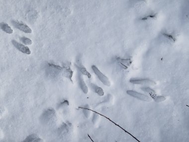 Avrupa tavşanı veya kahverengi tavşanın (Lepus europaeus) ayak izleri kışın bir çalılığın etrafındaki beyaz karla kaplıdır. Hayvan varlığı