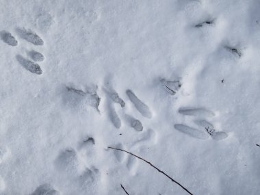 Footprints of paws of the European hare or brown hare (Lepus europaeus) on ground covered with white snow around a bush in winter. Animal presence clipart