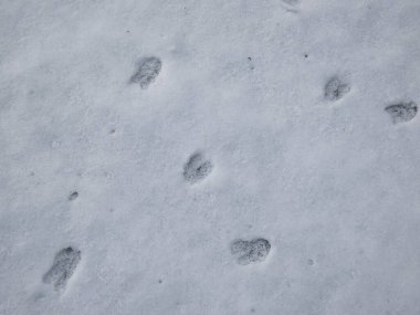 Kışın beyaz karla kaplı zeminde bir sıra yumurta geyiğinin (Capreolus capreolus) mükemmel ayak izlerinin yakın çekimi