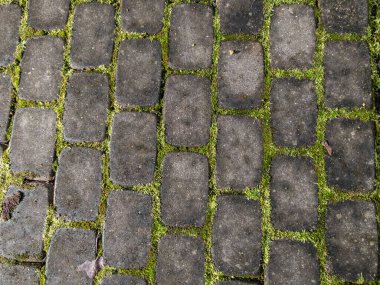 Tüm tuğlaların arasında büyüyen yeşil yosunlu koyu asfalt manzarası. Doğada ve şehirde geometrik desen