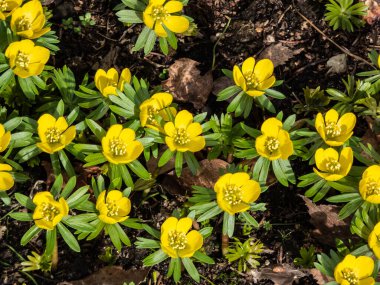Kış aconitinden (Eranthis hyemalis) oluşan bir grubun makro çiçekleri ilkbaharın başlarında parlak güneş ışığında tamamen açık taç yapraklarıyla açarlar. Bahçedeki ilk çiçeklerden biri.